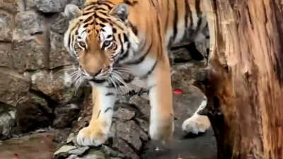 Тигрица Ленинградского зоопарка отметила третий день рождения