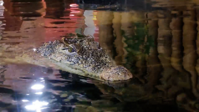 Ленинградский зоопарк показал процесс кормления крокодила Тотоши