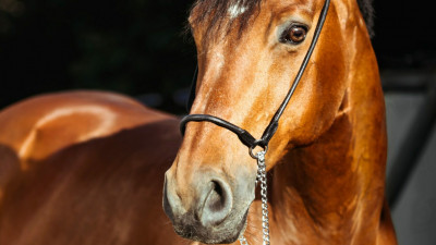 В посёлке Шапки спасли лошадь, которая провалилась в яму