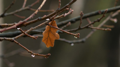 Синоптики пообещали сильные дожди вечером