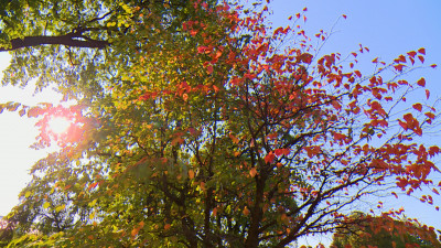 Осенняя погода придет в Петербург на этой неделе 