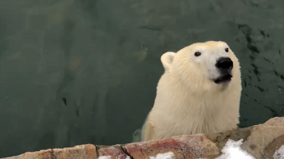Любимицу публики, белую медведицу, накормили рыбкой: видео