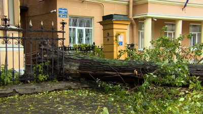 Упавшие деревья и поврежденные машины: МЧС устраняет последствия разгула стихии в Петербурге