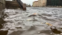 Синоптик заявил о подъеме уровня воды в Петербурге