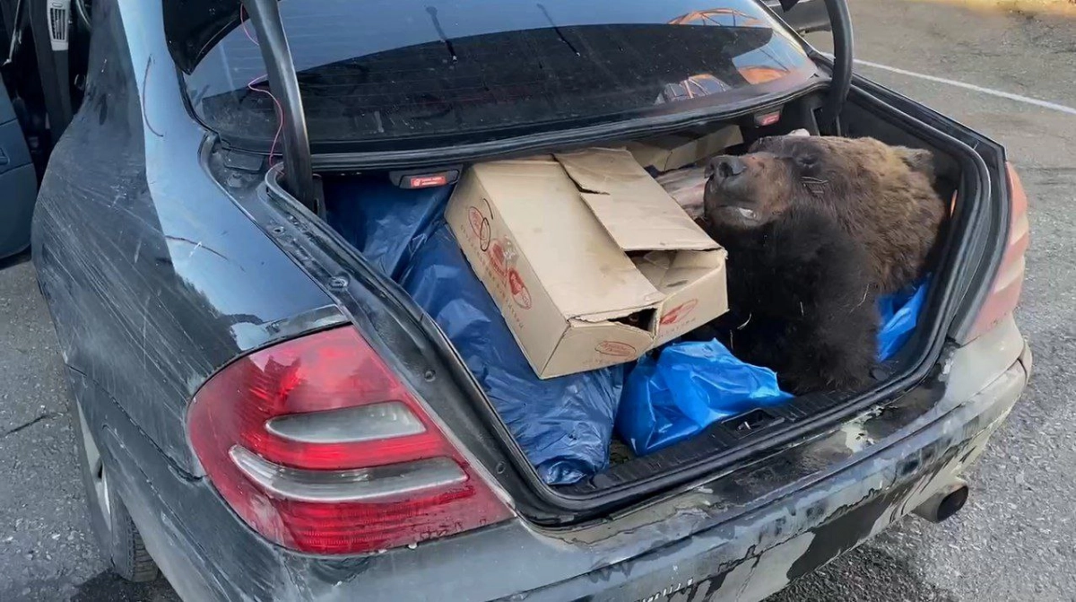 Тушу медведя из Красной книги нашли таможенники в багажнике гражданина Казахстана - tvspb.ru