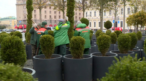 Клумбы и кадки с деревьями покидают Исаакиевскую площадь и уезжают зимовать