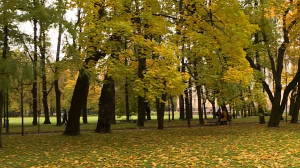 В Михайловском саду зацвели осенние астры