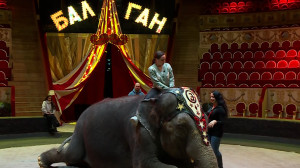 Верхом на слоне: новая программа в Цирке на Фонтанке