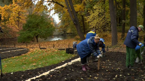Готов парки к весне уже осенью. На Елагином острове начали высаживать тюльпаны