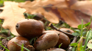 Дубы-наследники Царского Села