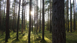 «Туокса» — значит «благоухающий»: новая «дважды эко»-тропа Курголовская в Токсово