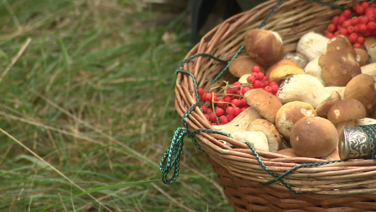 Биолог Павел Глазков дал советы грибникам - tvspb.ru