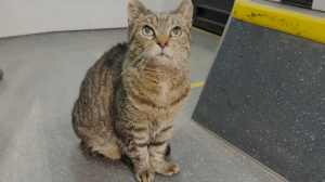 Муся и Вася — котохранители трамвайно-троллейбусного парка