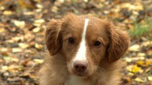 Тяжело в учении: как проходят тренировки и аттестация молодых собак спасателей