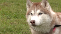В Петербурге начались общественные обсуждения законопроекта о содержании собак