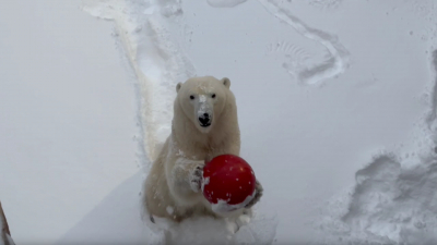 Ленинградский зоопарк показал, как радостно медведица Хаарчана встретила первый снег