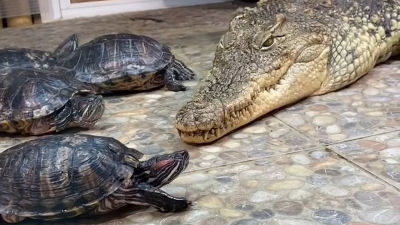 Ленинградский зоопарк показал, как спящий крокодил наблюдает за черепахами
