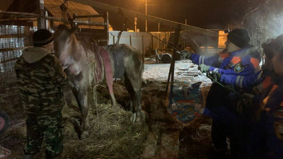 В Ленобласти спасатели поставили на копыта коня, который заболел, провалившись под лёд