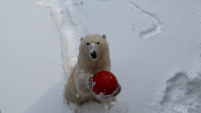 Белая медведица Ленинградского зоопарка насладилась обилием снега в вольере: видео