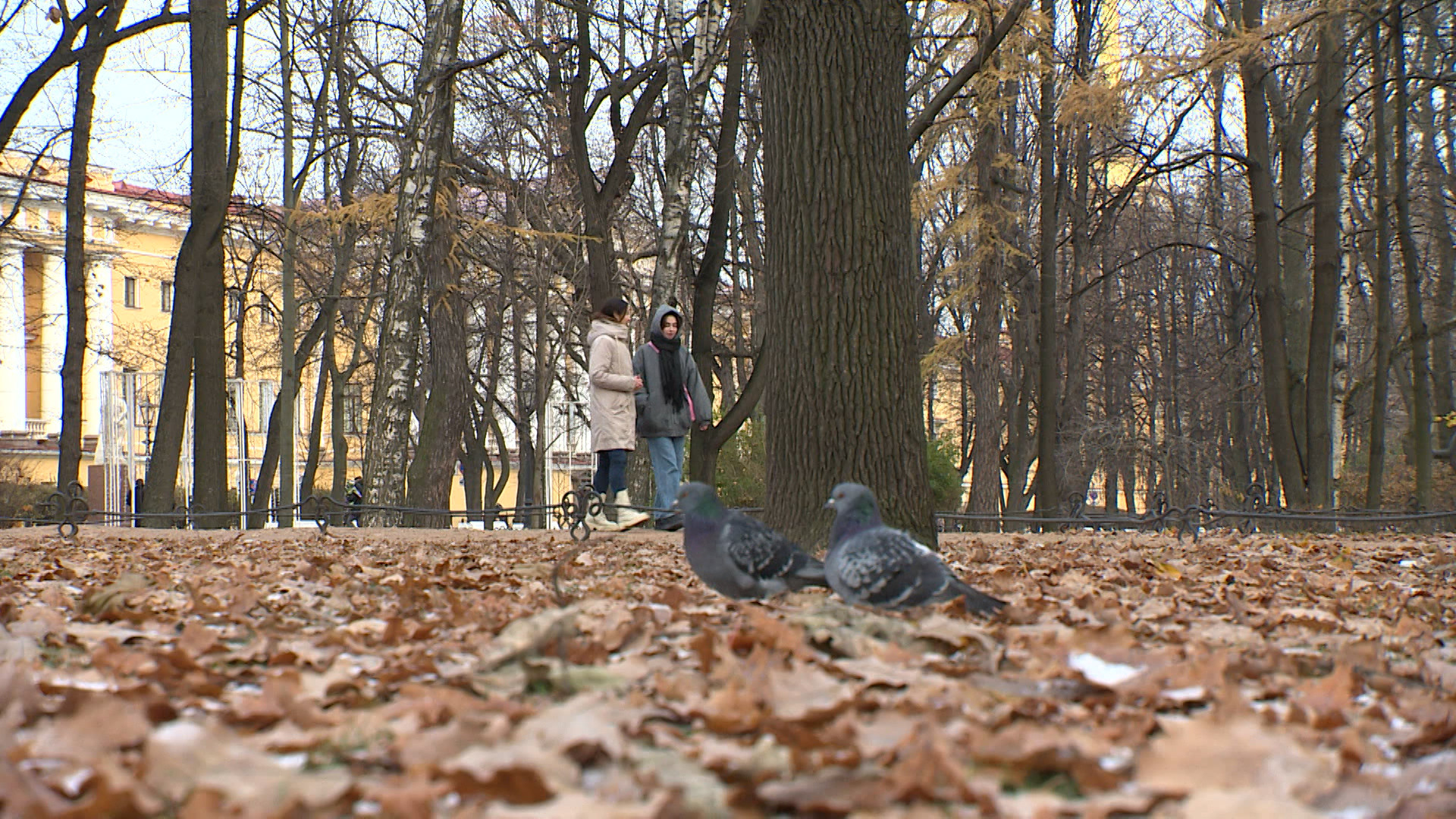 Петербурженка спасла захмелевшую птицу-королька | Телеканал Санкт-Петербург