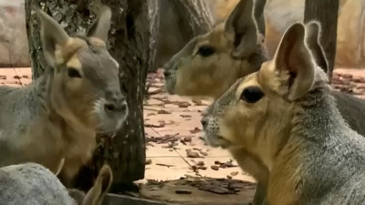 Не зайцы и не карликовые олени: Ленинградский зоопарк объснил, кто такие мары