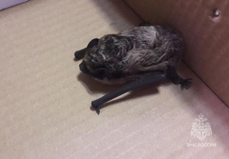 Росприроднадзор рассказал, что нужно сделать, чтобы в дом прилетела летучая мышь - tvspb.ru