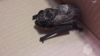 Росприроднадзор рассказал, что нужно сделать, чтобы в дом прилетела летучая мышь