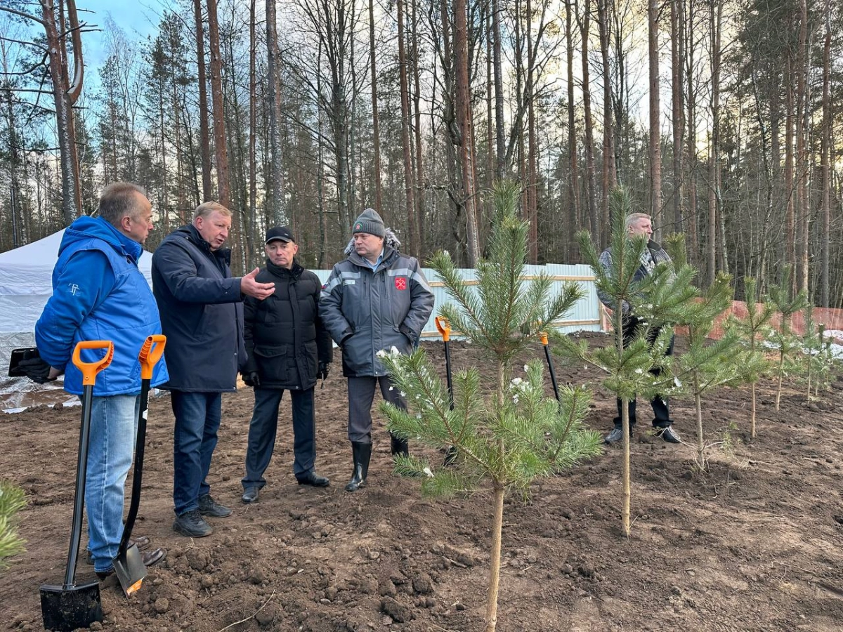 На месте бывшей свалки в заказнике «Озеро Щучье» высадили хвойные деревья - tvspb.ru