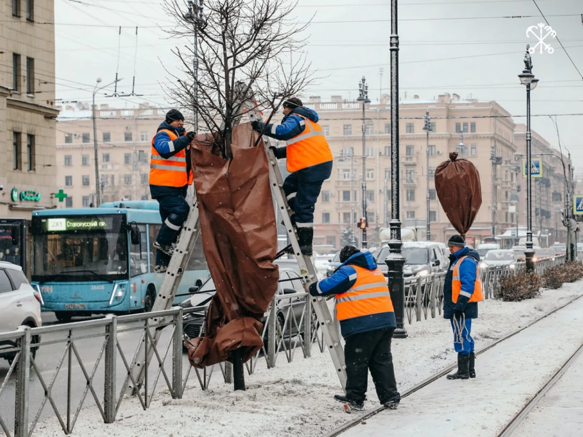 Садовники на зиму спрячут петербургские деревья - tvspb.ru