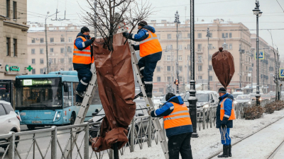 Садовники на зиму спрячут петербургские деревья