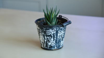 Как пересадить комнатное растение и не навредить ему