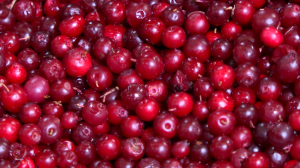 Поможет похудеть и справиться с простудой — брусника