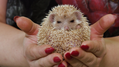 Острозубый ёжик укусил ребенка в петербургском кафе