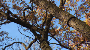 Городские дубы-долгожители: где можно увидеть самые старые в Петербурге деревья?