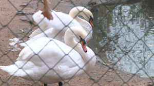 Пора на зимние квартиры: пара лебедей из Летнего сада переехала в зоопарк