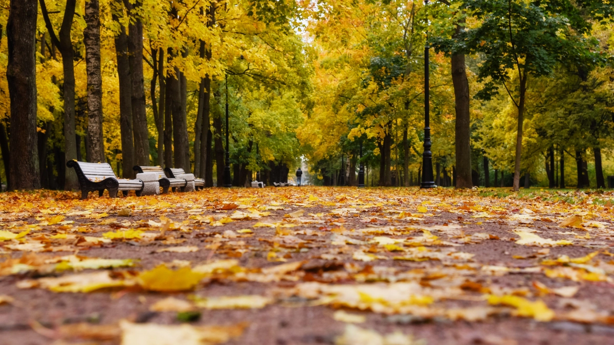 Петербуржцев ждут дожди и +8 градусов в среду - tvspb.ru