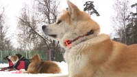 В 2023 году в разных районах Петербурга появилось 6 новых площадок для собак 