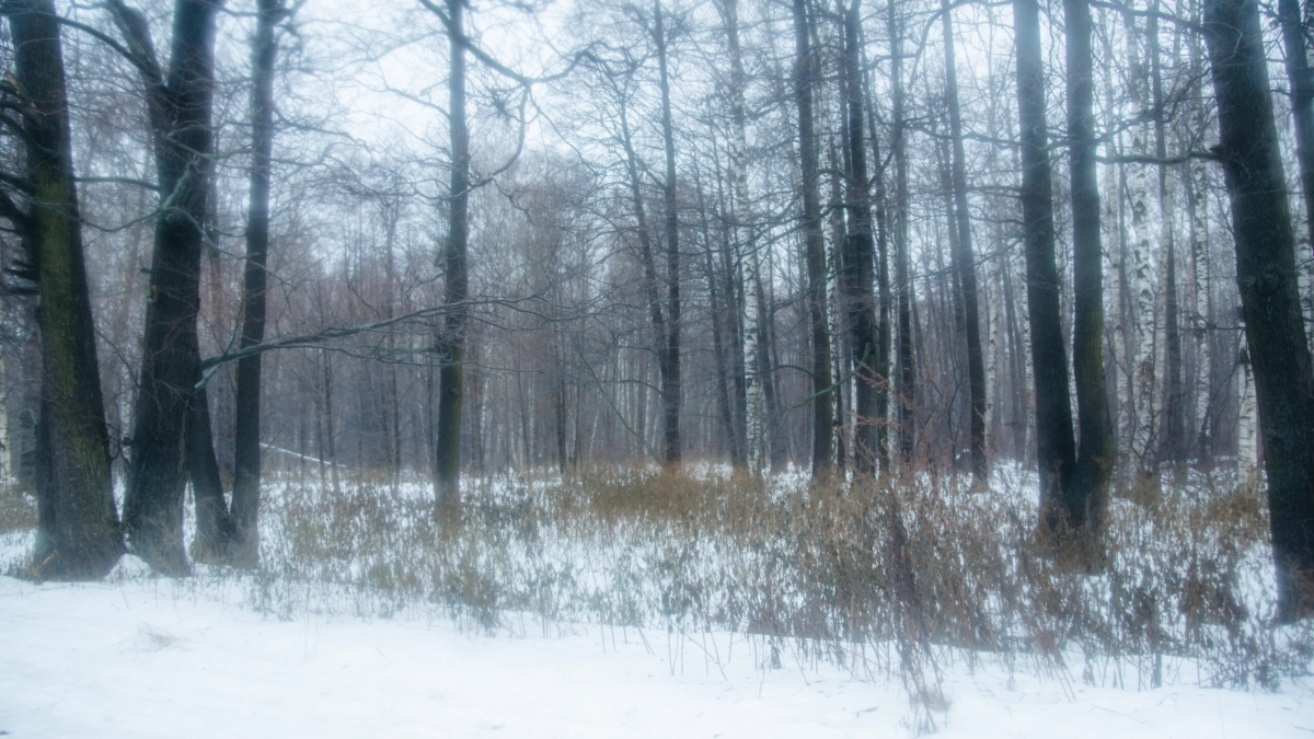 Ленобласть накроет туман 17 декабря - tvspb.ru