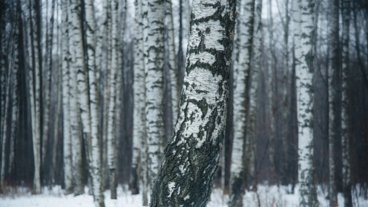 Девушка пошла пешком до Мурино через лес и умерла на морозе - tvspb.ru
