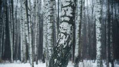Девушка пошла пешком до Мурино через лес и умерла на морозе