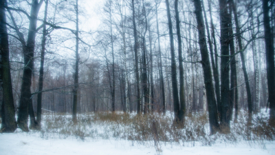 Морозы до -23 градусов и туман ждут Ленобласть 18 февраля