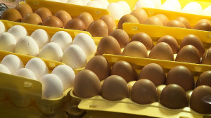 Что случилось с ценами на куриные яйца?