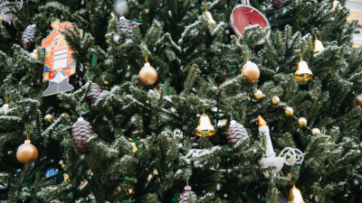 На Дворцовую площадь привезли главную новогоднюю елку