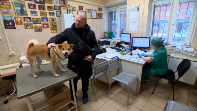 Здоровье и полноценное общение с другими хвостиками: петербуржцам напомнили о прививках для собак