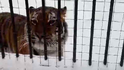 Тигрица Виола из Ленинградского зоопарка встретит Новый год в Воронеже