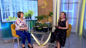 Урожай с подоконника к новогоднему столу