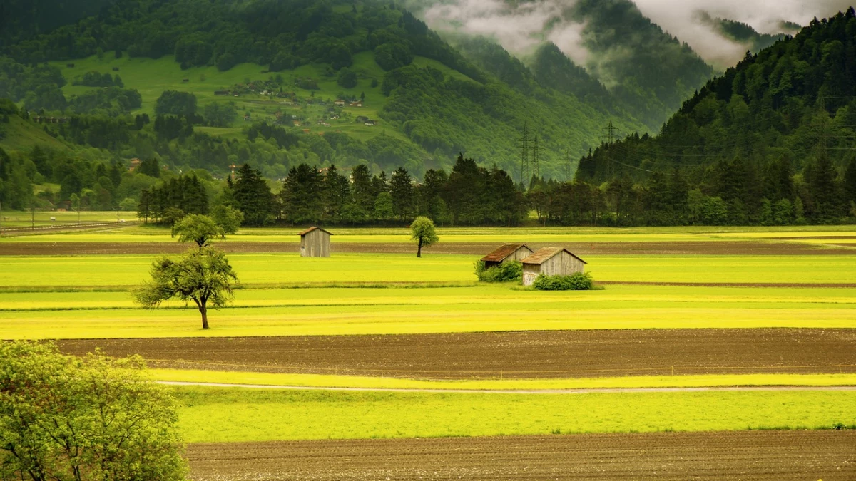 В Китае обнаружили древнее рисовое поле возрастом 5,3 тысячи лет - tvspb.ru