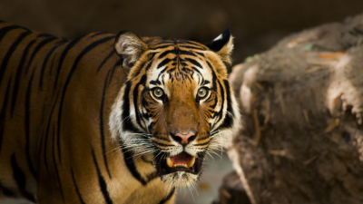 Амурский тигр, доставленный в хоспис под Петербургом, не вернется в дикую природу