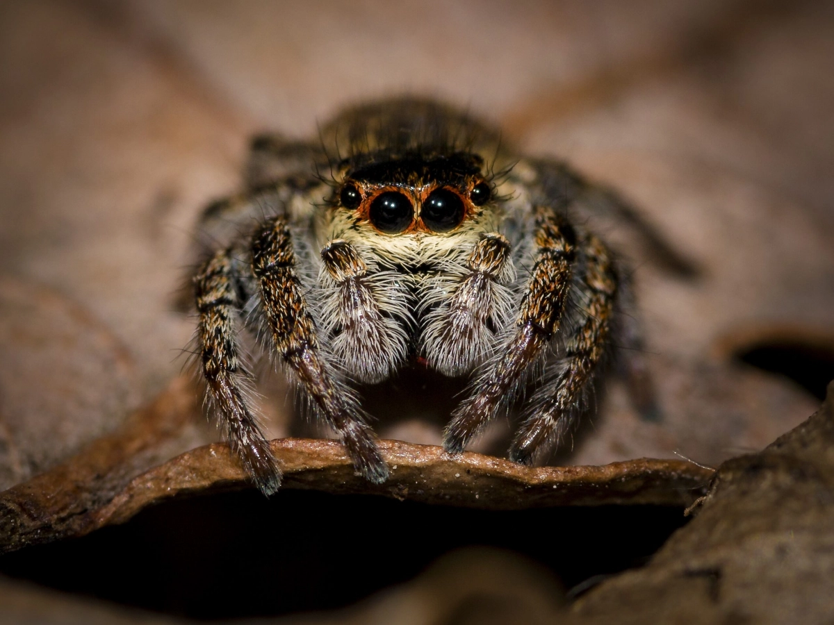 Не в дверь, так в ухо: паук свил гнездо в ухе у британской учительницы - tvspb.ru