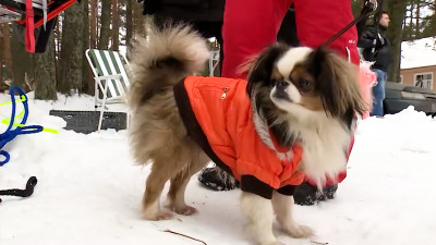 Ветеринар Бархатова объяснила, нужно ли обрабатывать собак от блох зимой 